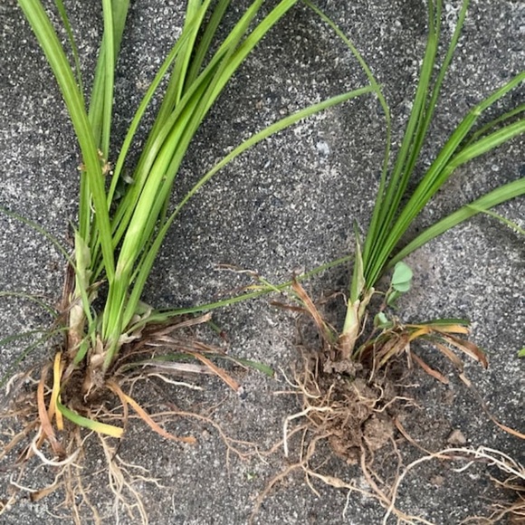 50 Liriope / Monkey Grass Clusters - Picture 2 of 2